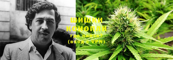 прущие грибы Алзамай